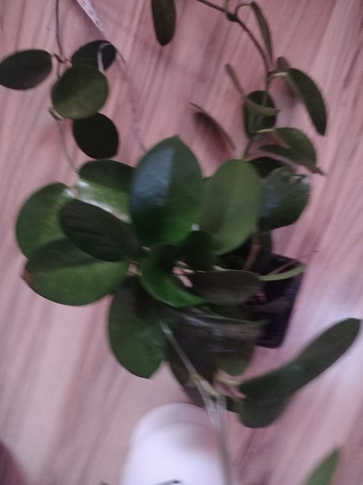 hoja  australis ze zdjęcia