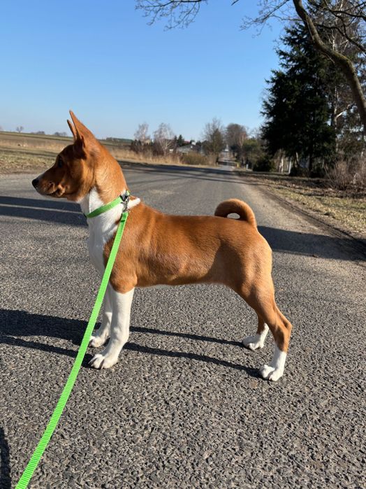 Piesek Basenji FCI