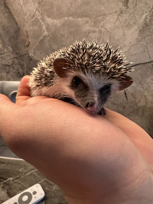 Jeżyki Pigmejskie