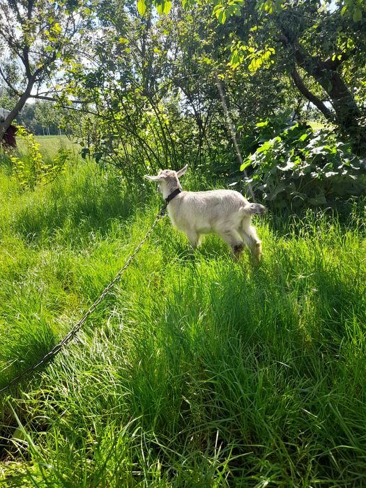 Продам козення  перспективне