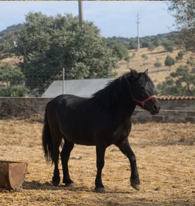 Pônei macho inteiro e éguas