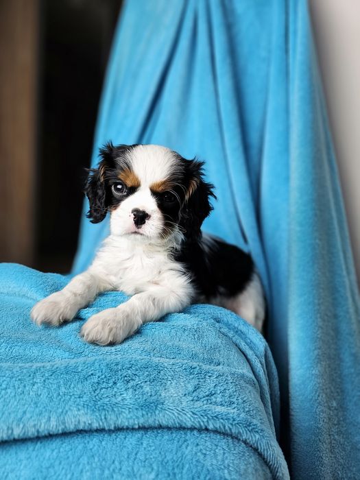 Cavalier King Charles Spaniel piesek