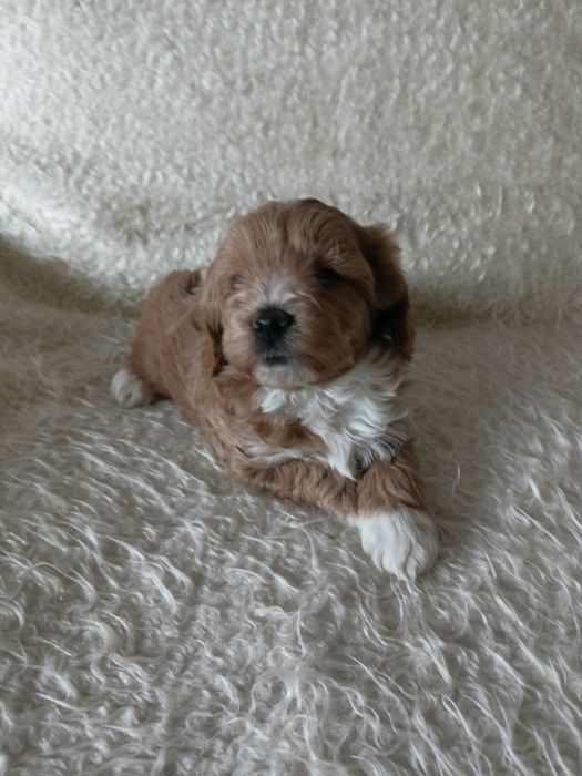 Maltipoo - maltańczyk & pudel toy