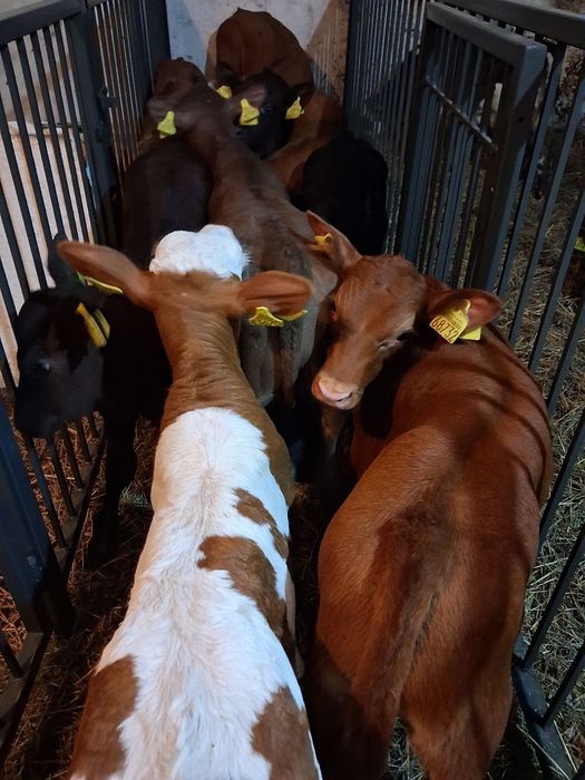 Byczki I jałówki Polskie mięsnych ras