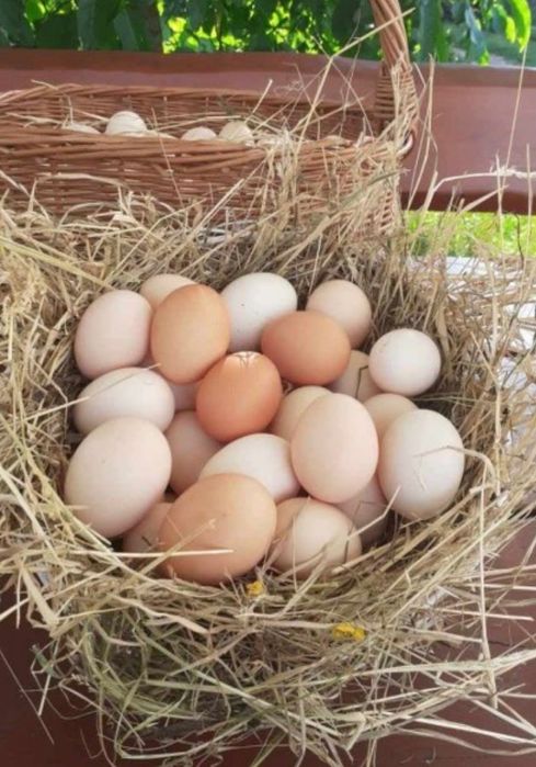 Wiejskie jaja od kur z wolnego wybiegu