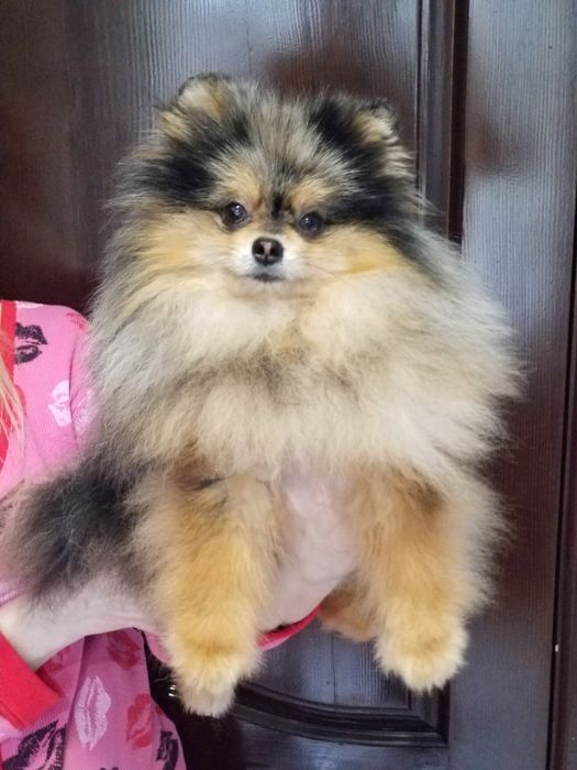 Мальчик померанский шпиц