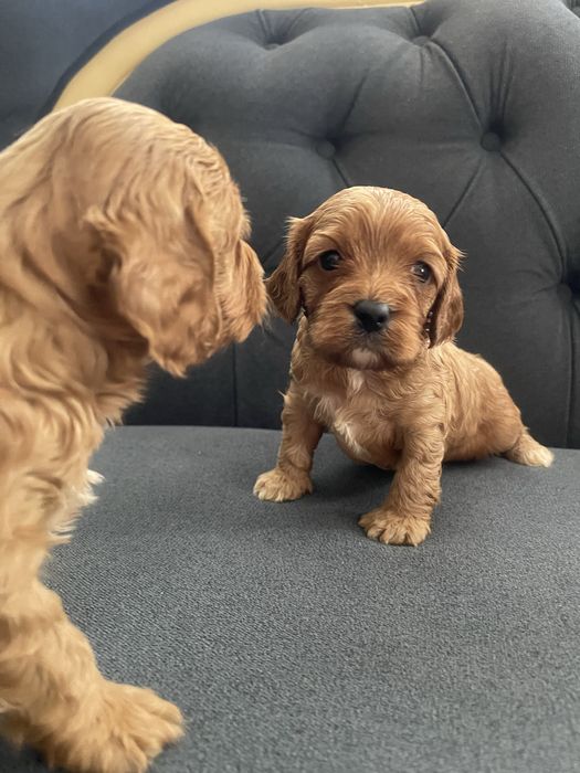 Cavapoo  rodzice przebadani