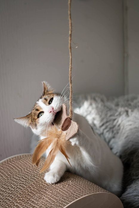 Greta do adopcji