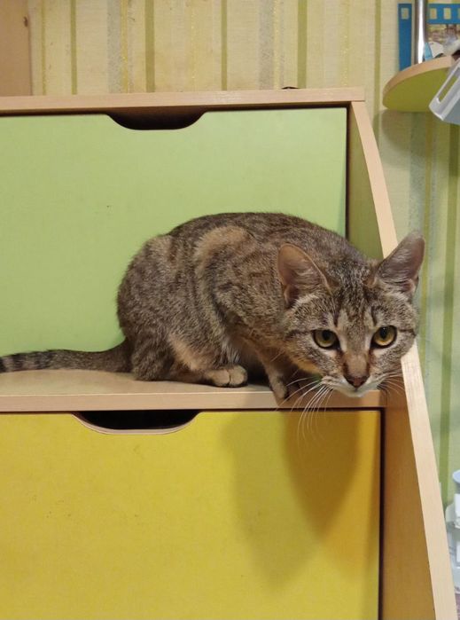 Стерилизованная кошка-подросток табби ищет дом! Котята в хорошие руки