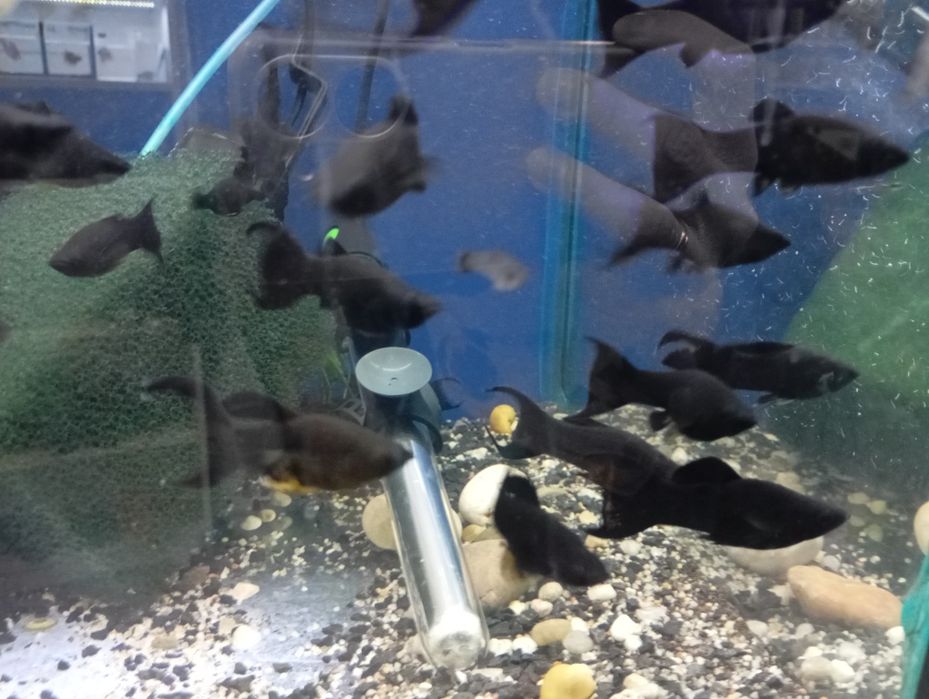 Molinezja mix czarna sklep zoologiczny pawik