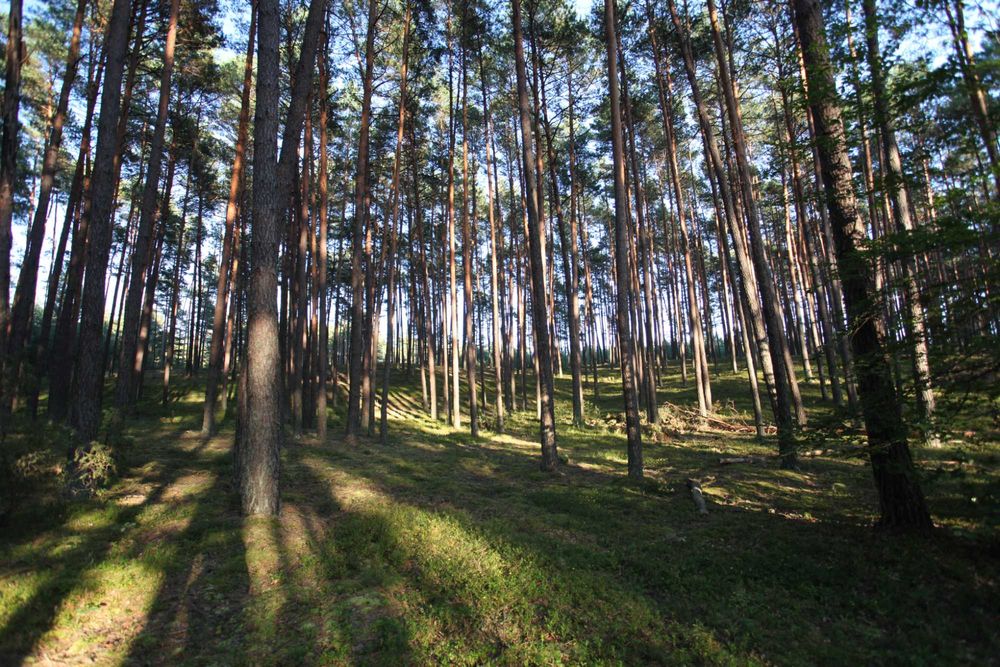 Nowy Domek w lesie, Roztocze, Balia, Altana