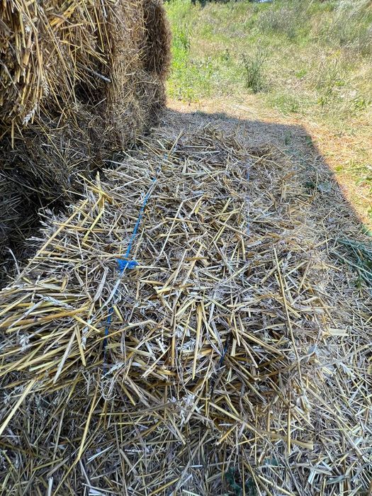 Продам тюковану ячневу і пшеничну солому