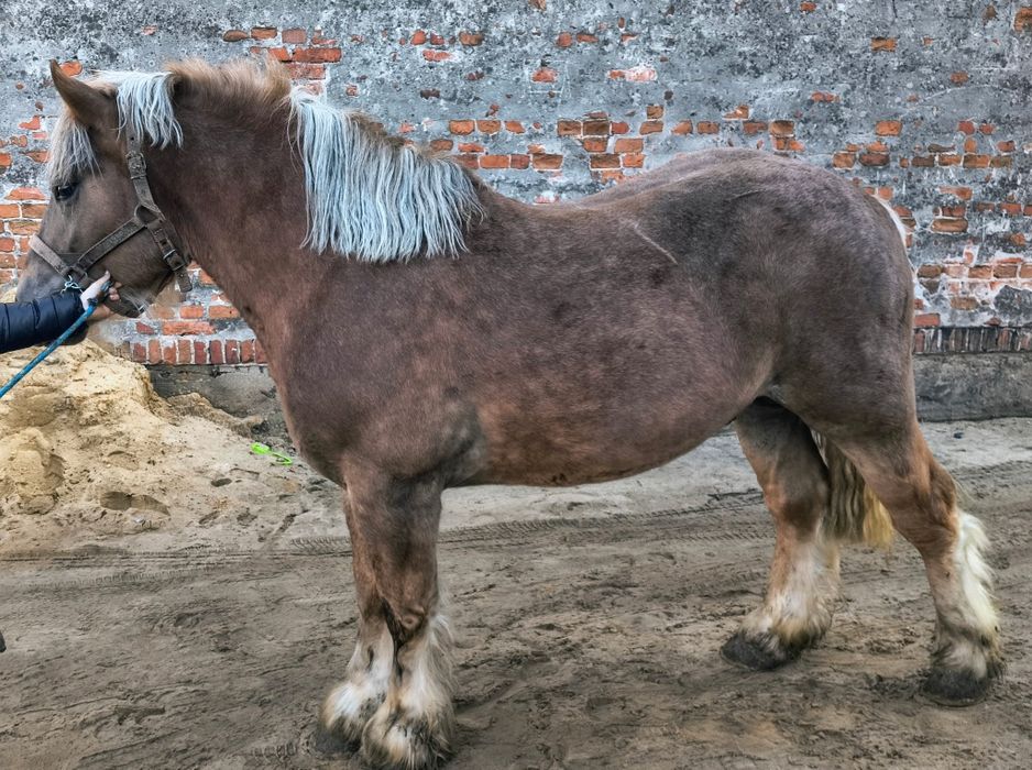 Sprzedam Ogiera Koń Arden Polski PKZ