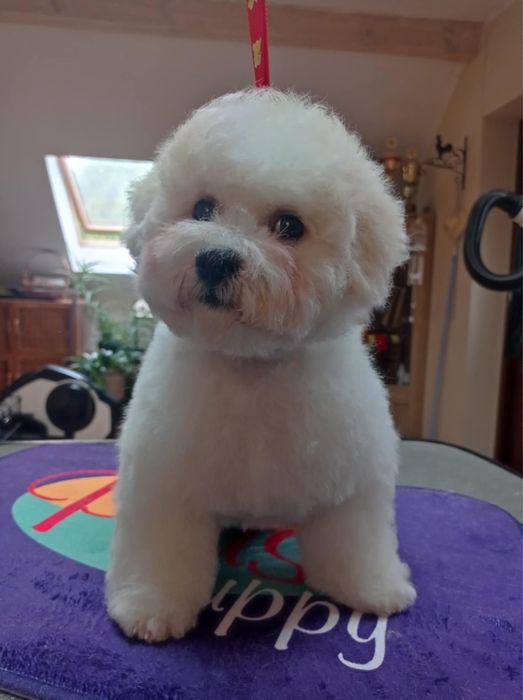 Bichon Frise szczeniak