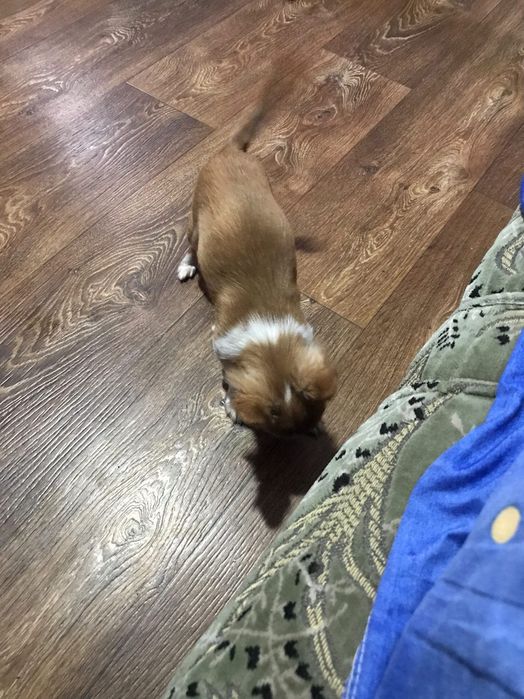 Продам дівчинку міні чихуахуа