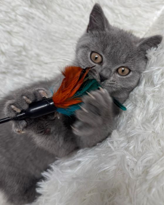 Kotka brytyjska niebieska kocieta koty brytyjskie FIFE FPL rodowod