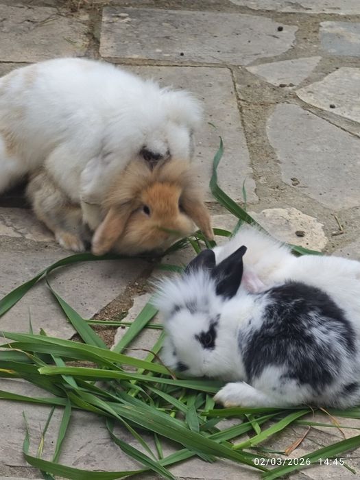 Coelhos anões orelhudos 25€