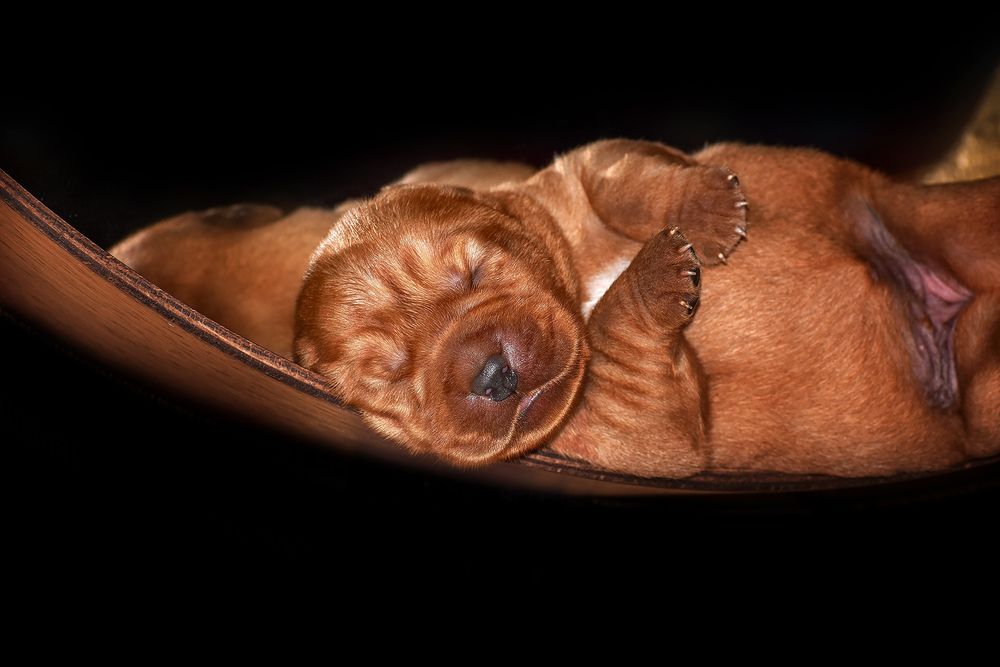 Лабрадор ретривер фоксред