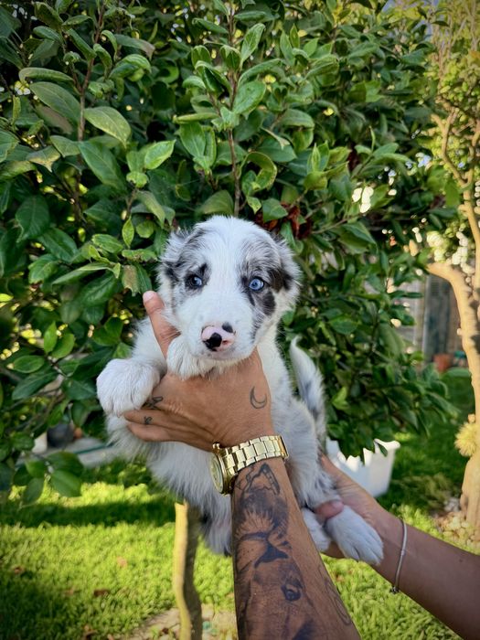 Excelente menino border collie olhos azuis