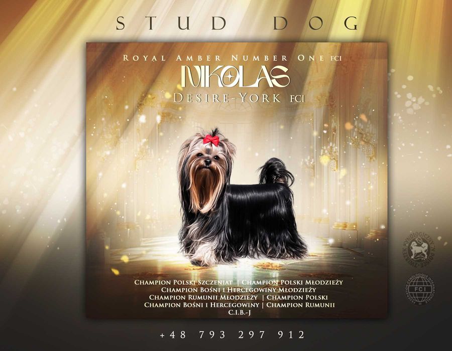 Reproduktor  Champion Yorkshire Terrier FCI