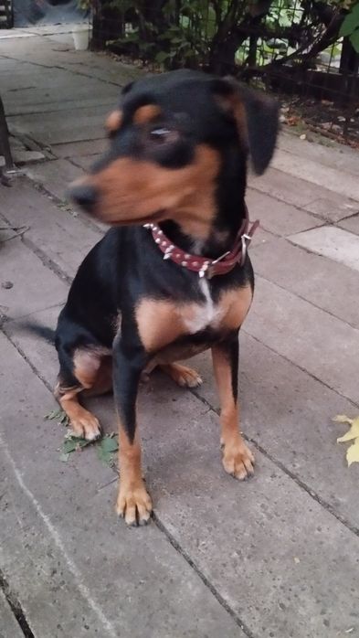 Отдам собаку в хорошие руки