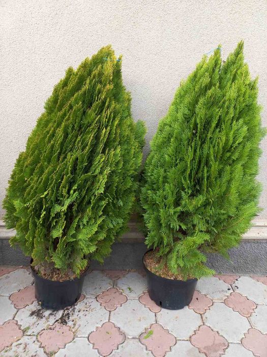 Туя Aurea Nana (Ауреа Нана) сосна кримська