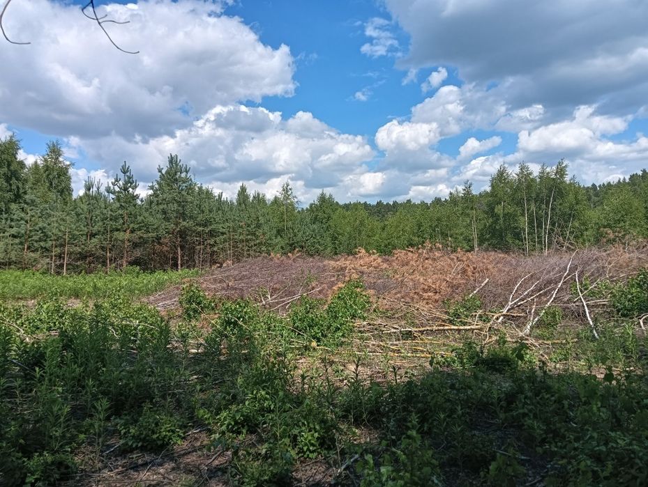 Szembekowo Osada Sęk Decyzja o Warunkach Zabudowy, Media, Lasy Państwowe, j. Józefowo, krajobraz chroniony, 145 tys. zł