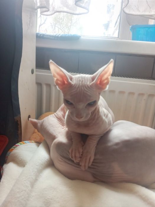 Вязка.  Канадский сфинкс предлагает свои услуги