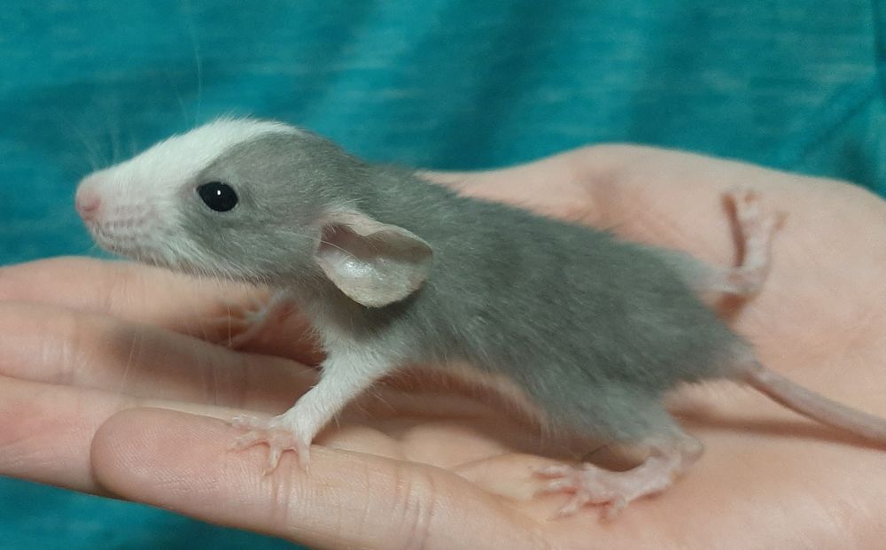 Криса, щур Дамбо Хаскі сіро білі та з білими животиками