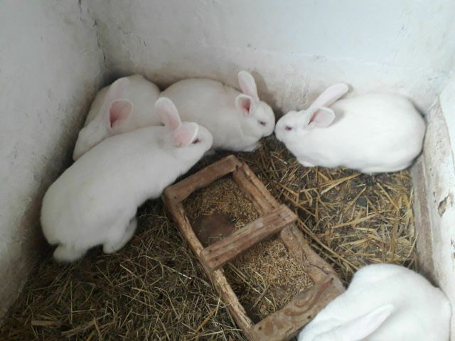 Króliki Termondzkie Białe