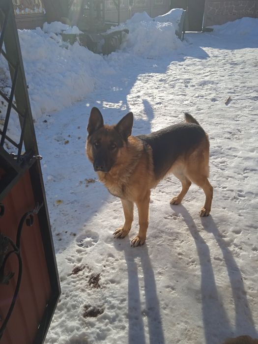 Віддам собаку в  добрі руки.Порода німецька вівчарка  6 р .