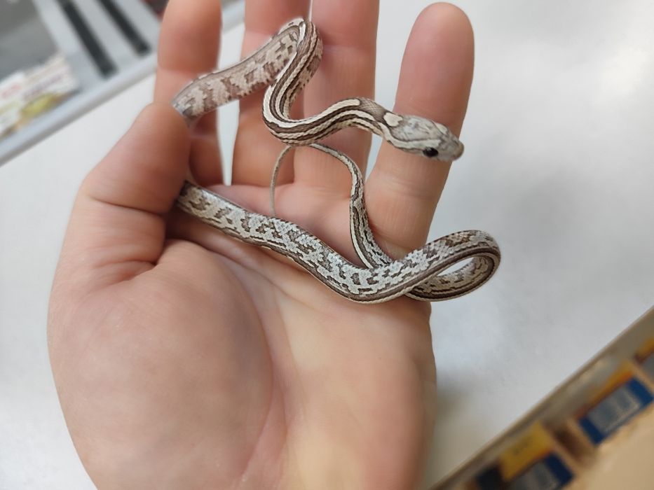 Węże zbożowe  Pantherophis guttatus