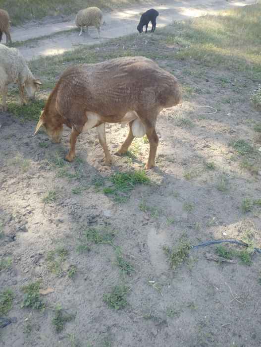 Курдючного барана