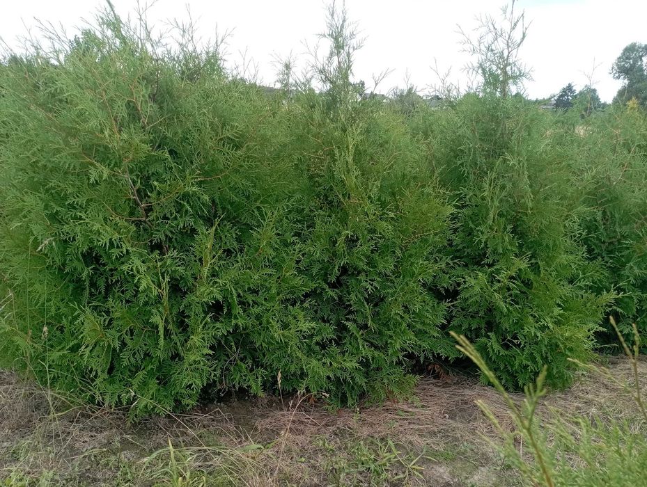 Duże tuje brabant 200 cm szmaragd aureospicata dowóz