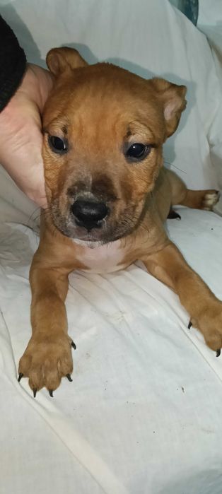 Продажа піт бультерєра