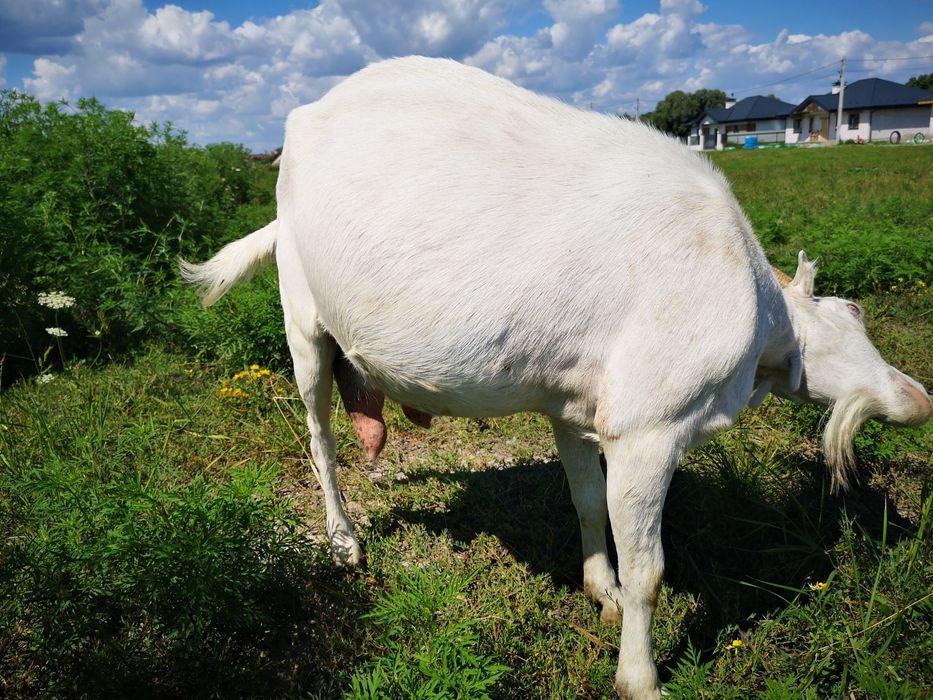 Продам коз, та козеня