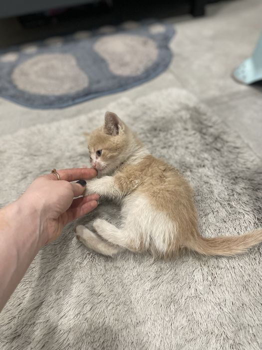 Віддам в добрі руки кошенят