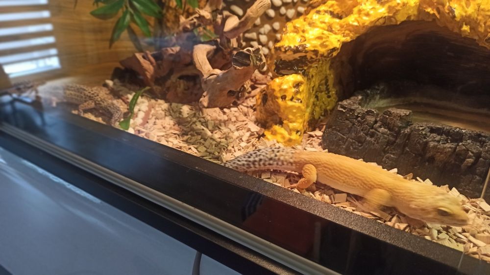 Terrarium duże, ładne plus gadzety