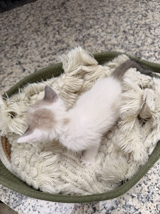 Gatinhos bebes para adocao responsavel