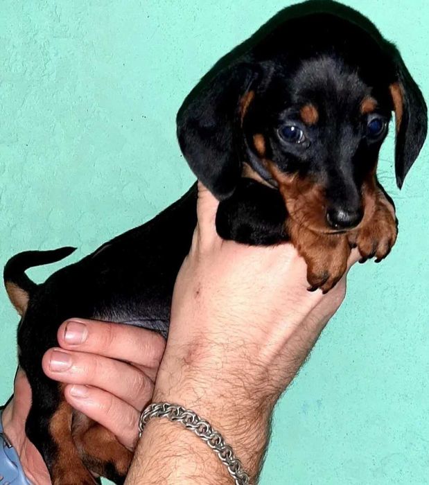 Teckel Miniatura FÊMEA