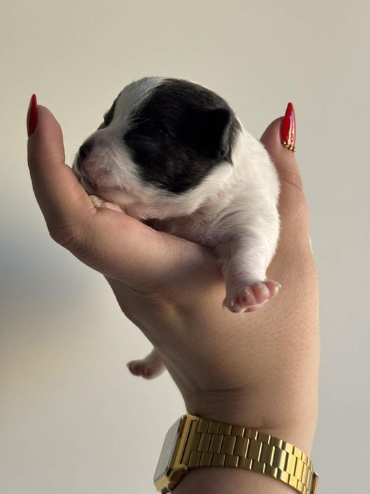 Rezerwacja szczeniąt chihuahua