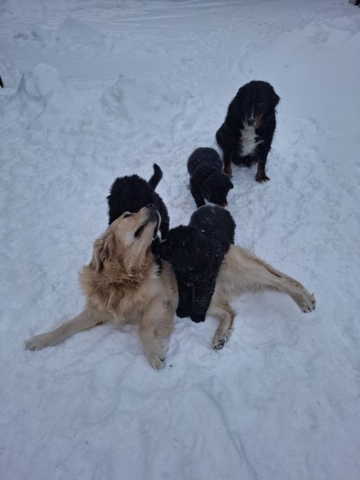 Golden Mountain Dog Piesek 9Tygodni !Golden Retriever +Berneński Pies