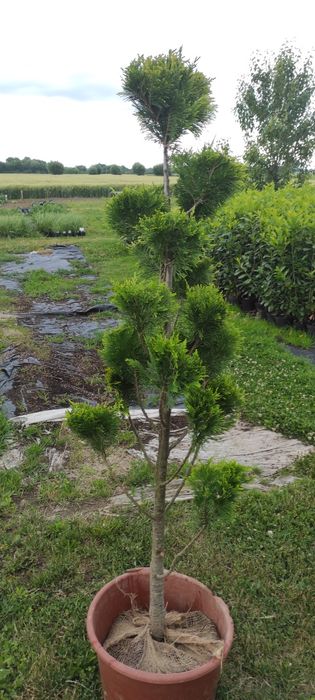 Krzewy formowane BONSAI 200CM