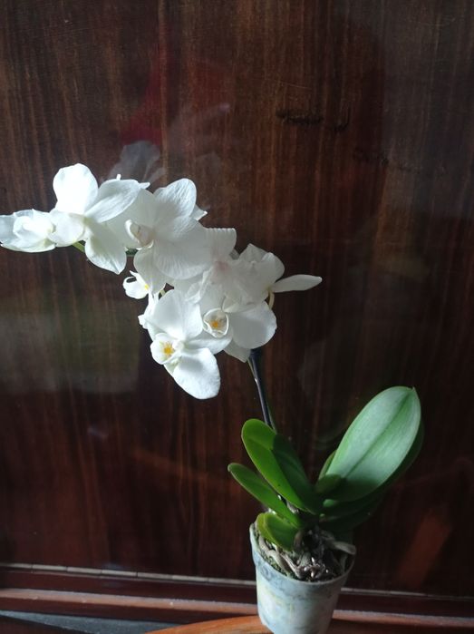 орхидея фаленопсис мини