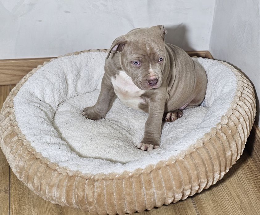 Bardzo piękny Piesek american bully xl