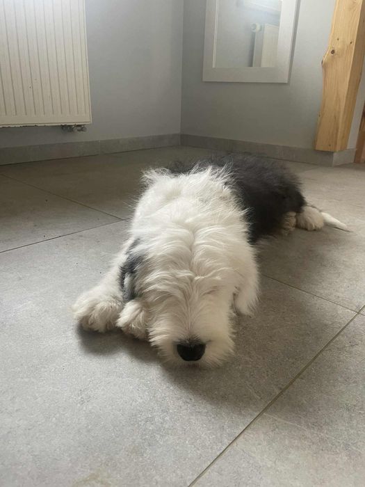 Owczarek staroangielski-Bobtail