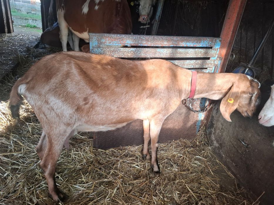 Sprzedam koze anglonubijska