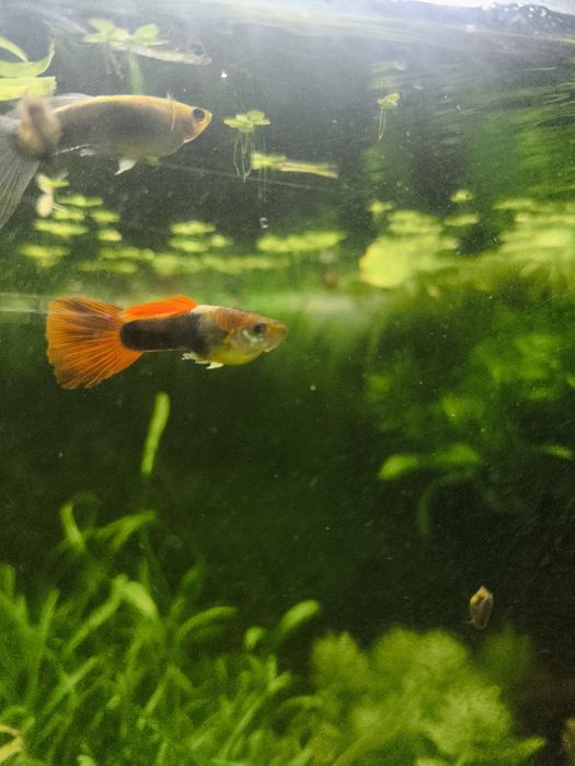 Vendo guppies V.N Famalicão