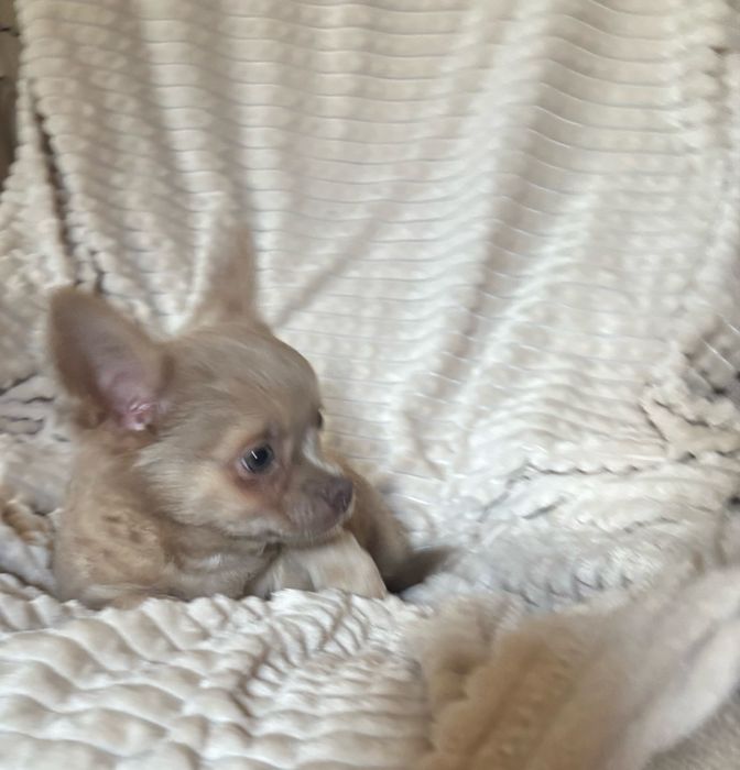 Chihuahua dlugowlosa liliowy
