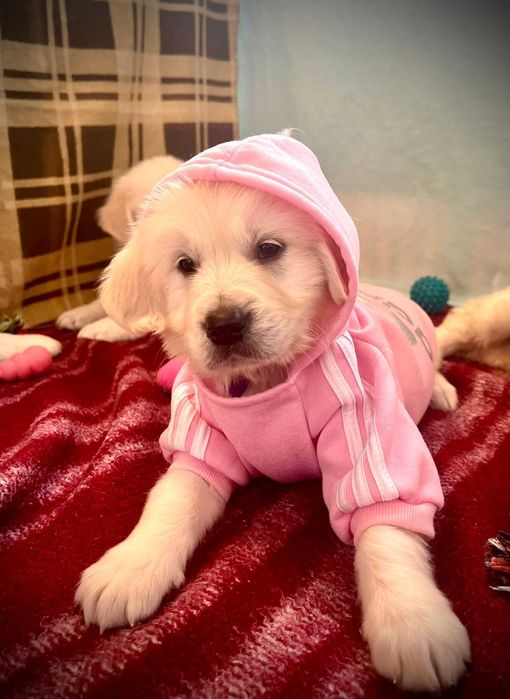 Piękna suczka - wkrótce gotowa do zmiany domku